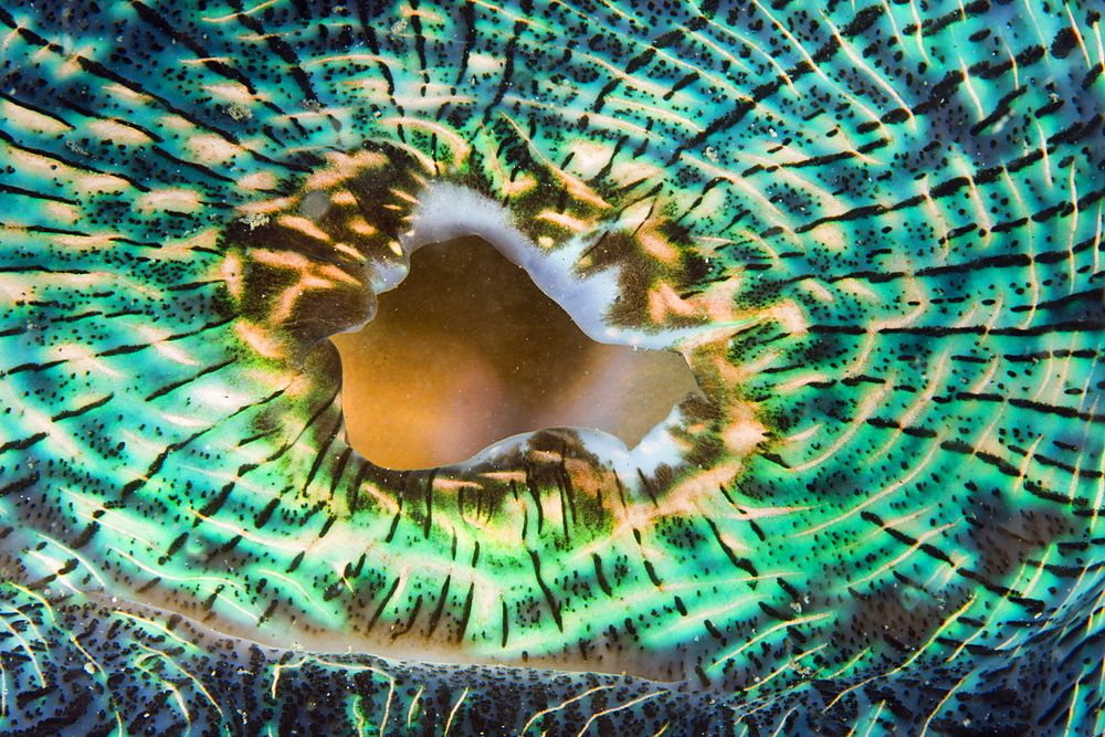 Mantle of Giant Clam, Tridacna Squamosa, Micronesia, Palau