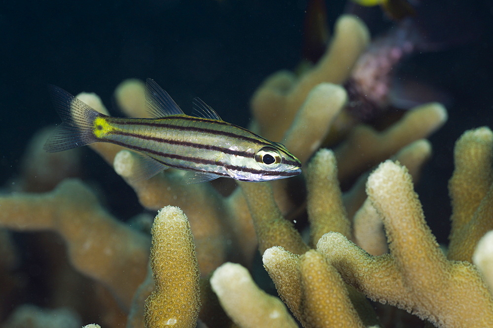 Five-lined Cardinalfish, Cheilodipterus quinquelineatus, Micronesia, Palau