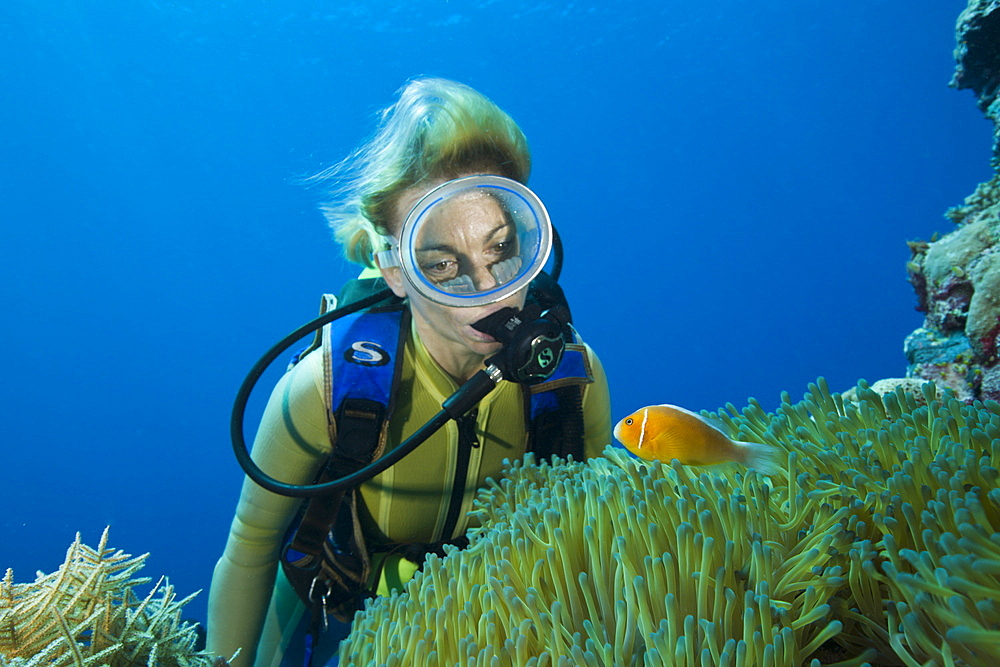 Pink Anemonefish and Diver, Amphiprion perideraion, Micronesia, Palau