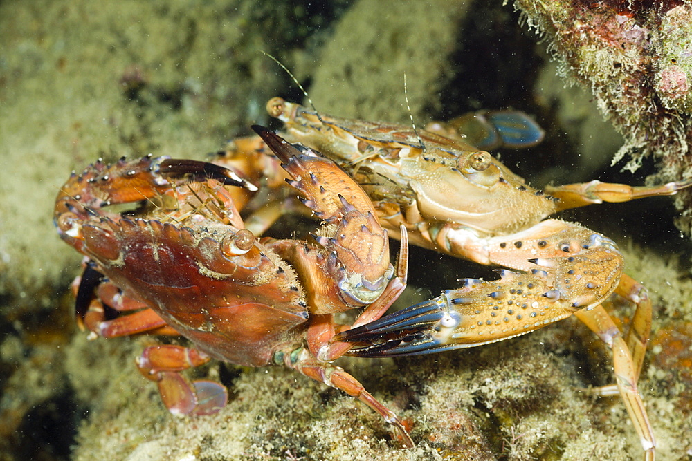 Mating Swimming Crab, Portunidae, Micronesia, Palau