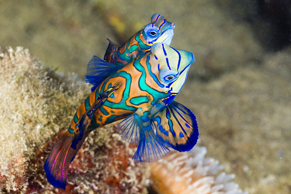 Mating Mandarinfish, Syhchiropus splendidus, Micronesia, Palau