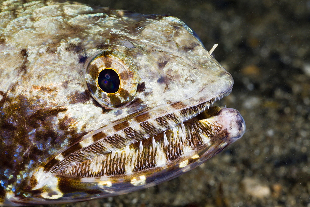 Sharp Teeth of Lizardfish, Saurida gracilis, Turtle Cove, Micronesia, Palau