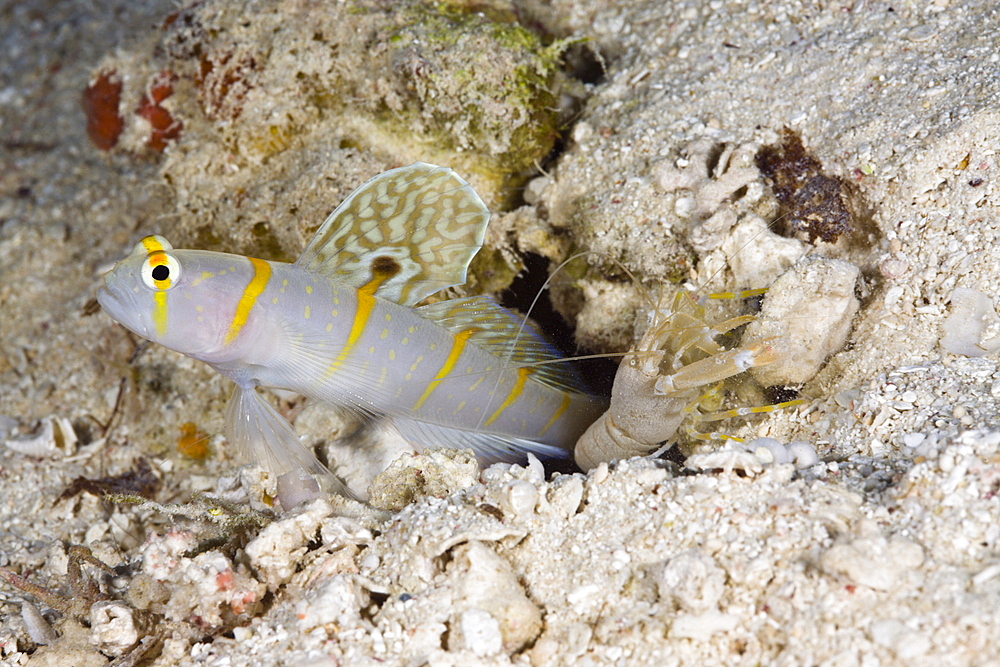 Symbiotic between Randalls Prawn-Goby and Pistol Shrimp, Amblyeleotris randalli, Alpheus rapicida, Turtle Cove, Micronesia, Palau