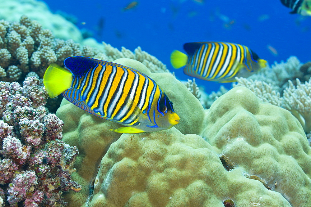 Regal Angelfish, Pygoplites diacanthus, Turtle Cove, Micronesia, Palau