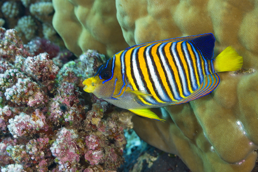 Regal Angelfish, Pygoplites diacanthus, Turtle Cove, Micronesia, Palau