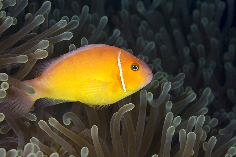 Pink Anemonefish, Amphiprion perideraion, Turtle Cove, Micronesia, Palau