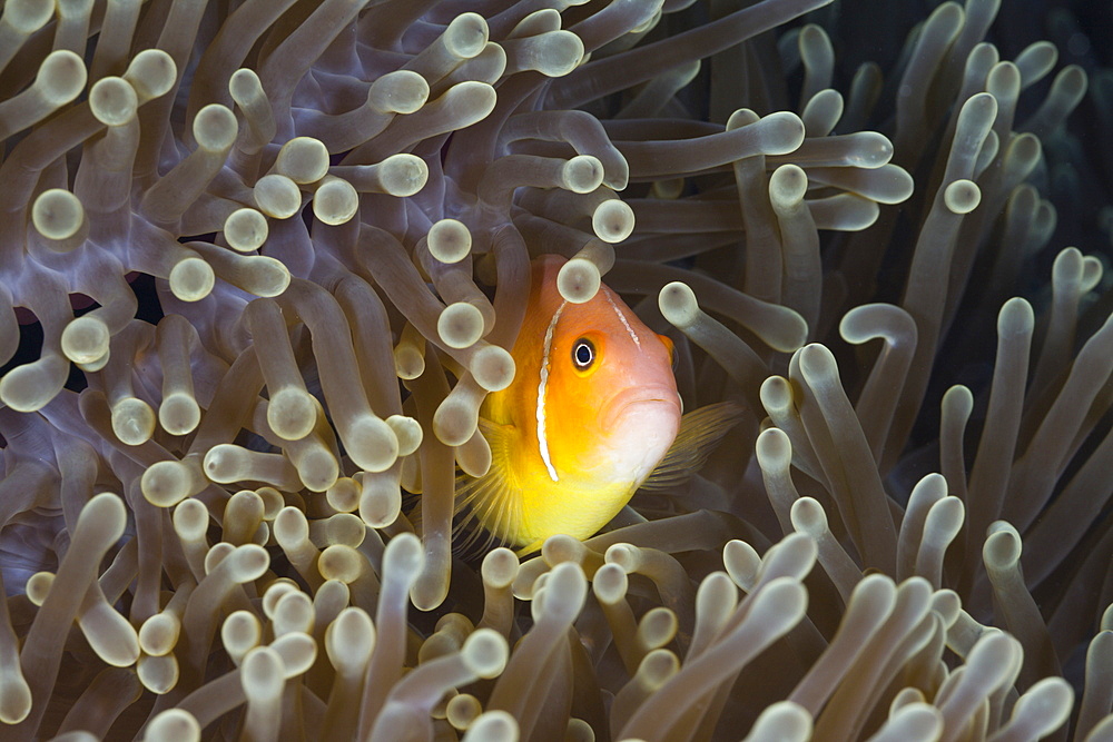 Pink Anemonefish, Amphiprion perideraion, Turtle Cove, Micronesia, Palau