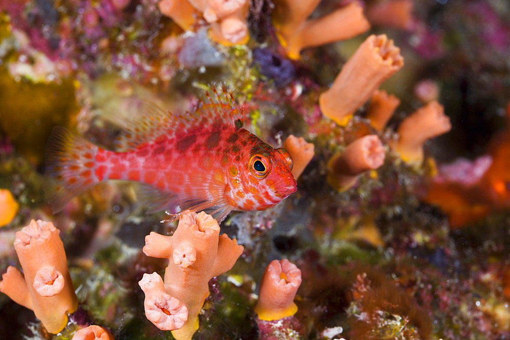 Pixy Hawkfish, Cirrhitichthys oxycephalus, Turtle Cove, Micronesia, Palau