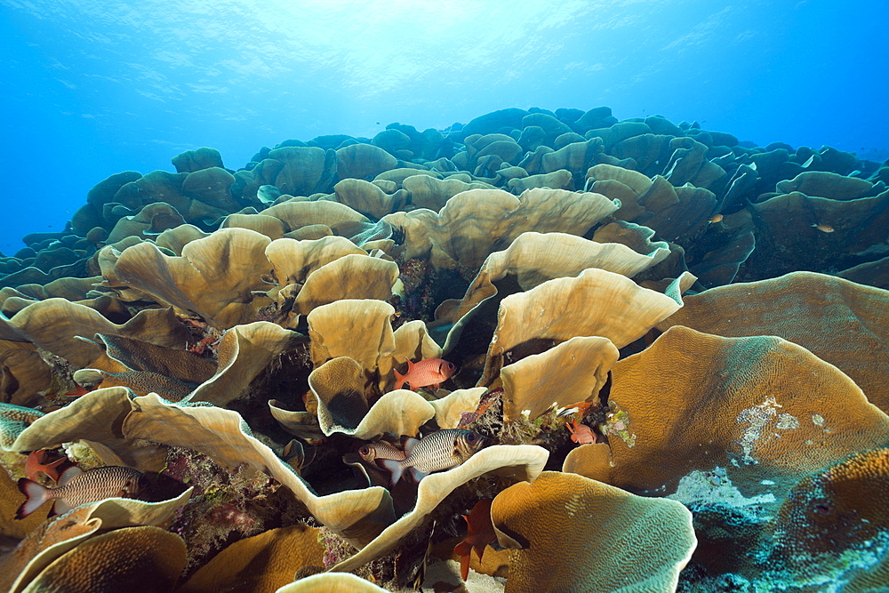 Lettuce Coral, Stone Coral, Turbinaria mesenterina, Ulong Channel, Micronesia, Palau