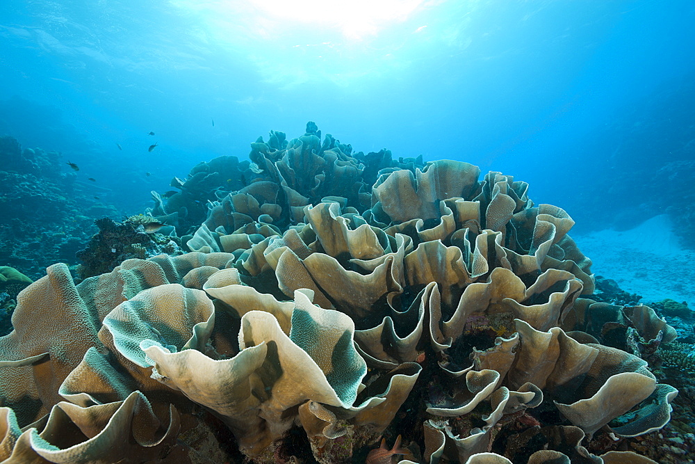 Lettuce Coral, Stone Coral, Turbinaria mesenterina, Ulong Channel, Micronesia, Palau