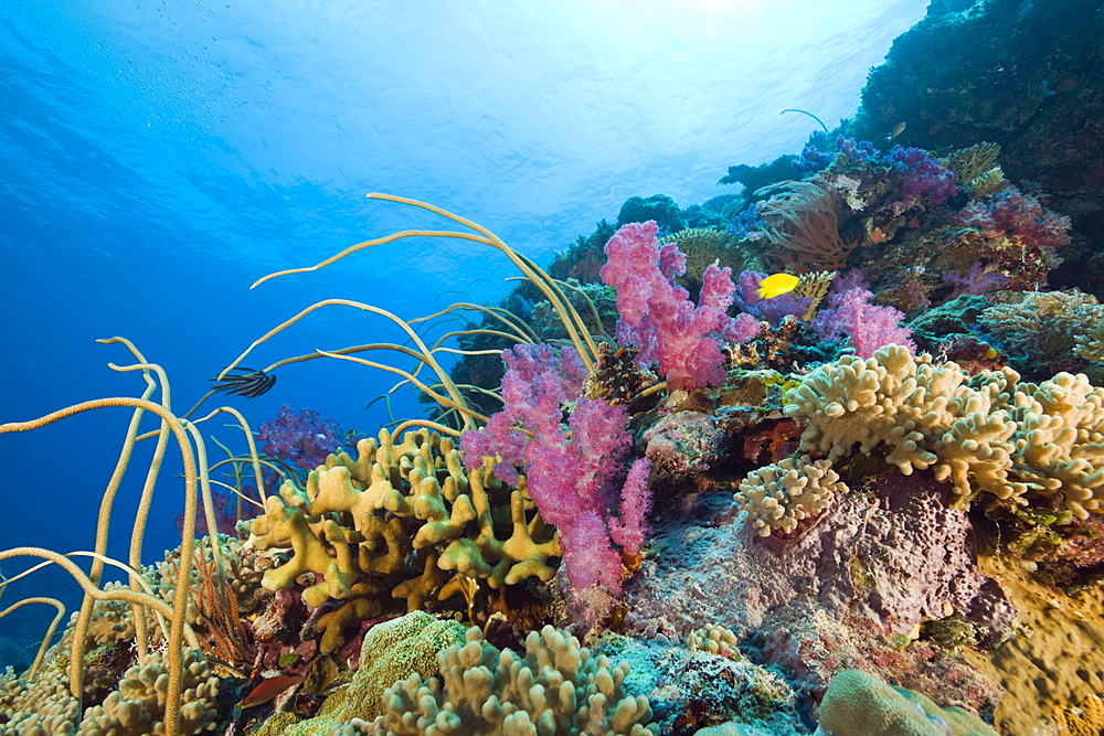 Reef with Sea Whips and Soft Corals, Junceella fragilis, Dendronephthya, Ulong Channel, Micronesia, Palau