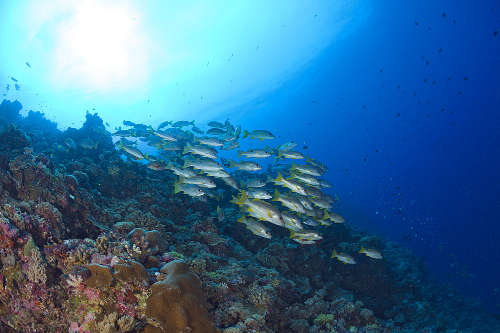 Shoal of One-spot Snapper, Lutjanus monostigma, Ulong Channel, Micronesia, Palau