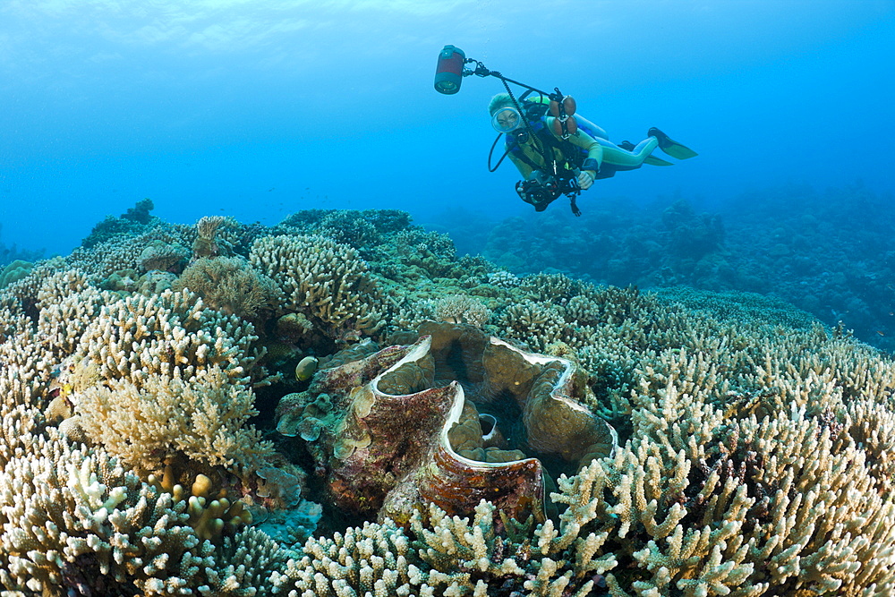 Diver and Giant Clam, Tridacna Squamosa, Micronesia, Palau