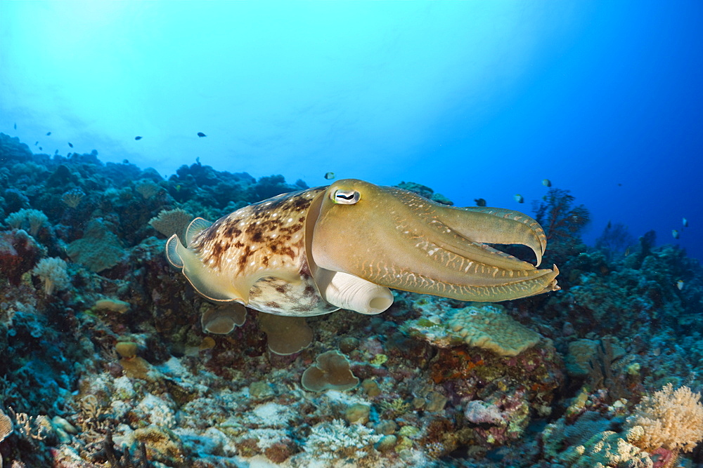 Broadclub Cuttlefish, Sepia latimanus, Micronesia, Palau