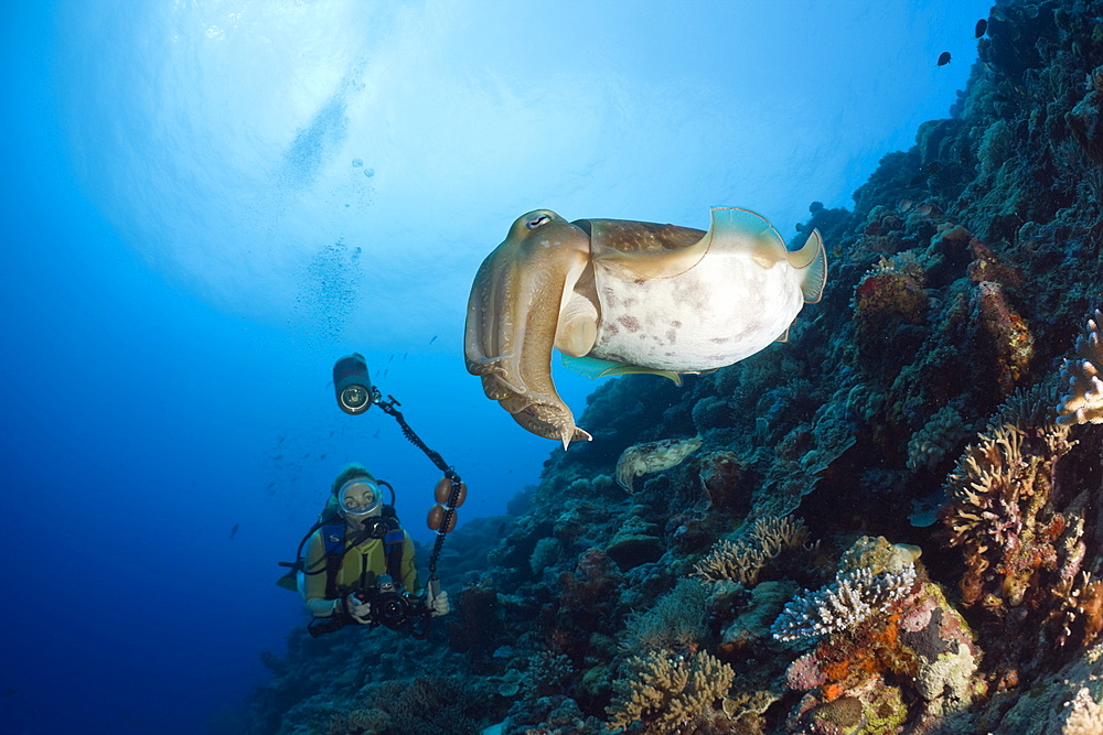 Diver and Broadclub Cuttlefish, Sepia latimanus, Micronesia, Palau