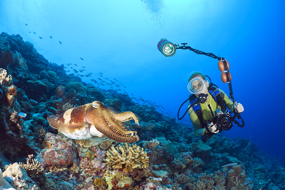 Broadclub Cuttlefish and Diver, Sepia latimanus, Micronesia, Palau