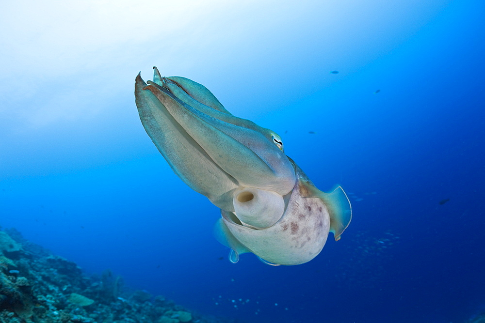 Broadclub Cuttlefish, Sepia latimanus, Micronesia, Palau