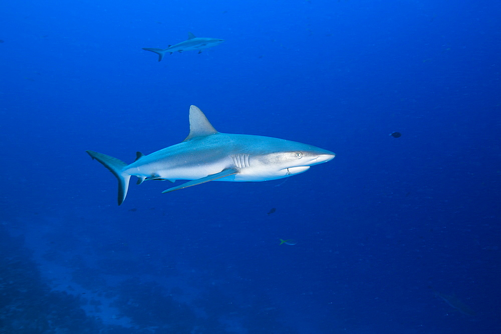 Grey Reef Shark, Carcharhinus amblyrhynchos, Ulong Channel, Micronesia, Palau