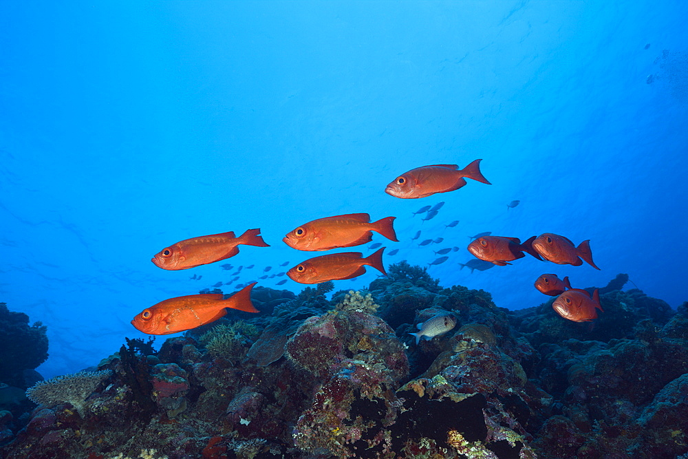 Red Crescent-tail Bigeye, Priacanthus hamrur, Blue Corner, Micronesia, Palau