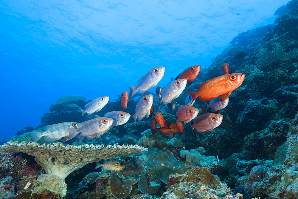 Group of Red Crescent-tail Bigeye, Priacanthus hamrur, Blue Corner, Micronesia, Palau