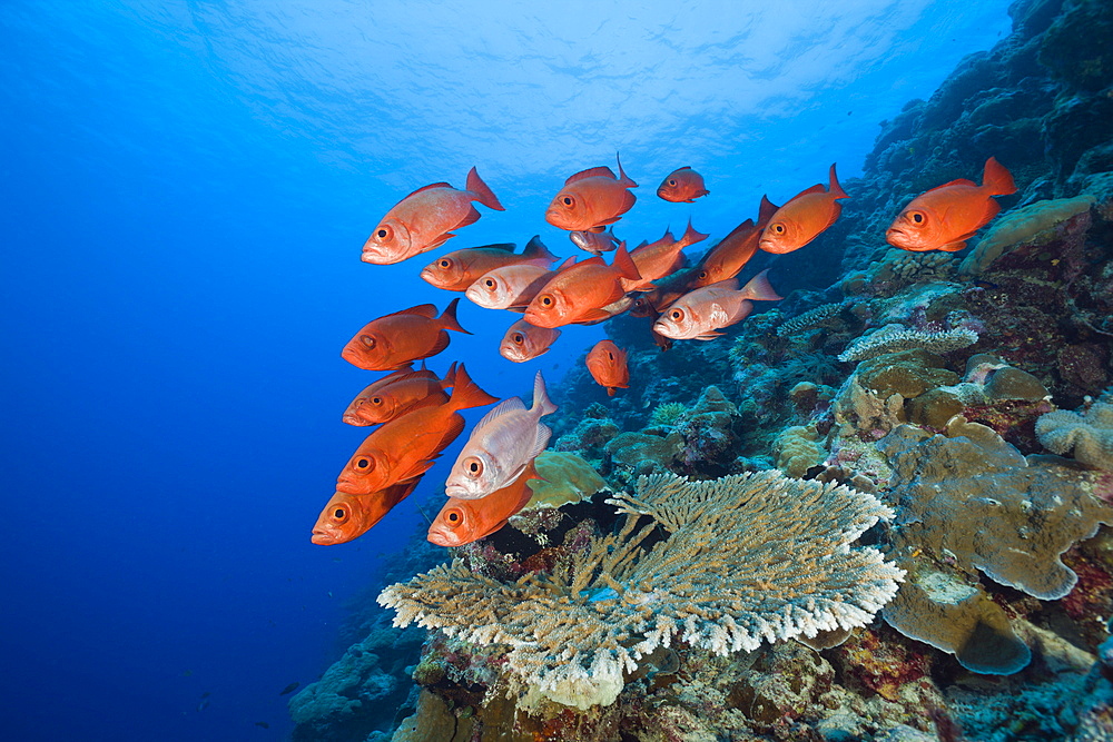 Group of Red Crescent-tail Bigeye, Priacanthus hamrur, Blue Corner, Micronesia, Palau