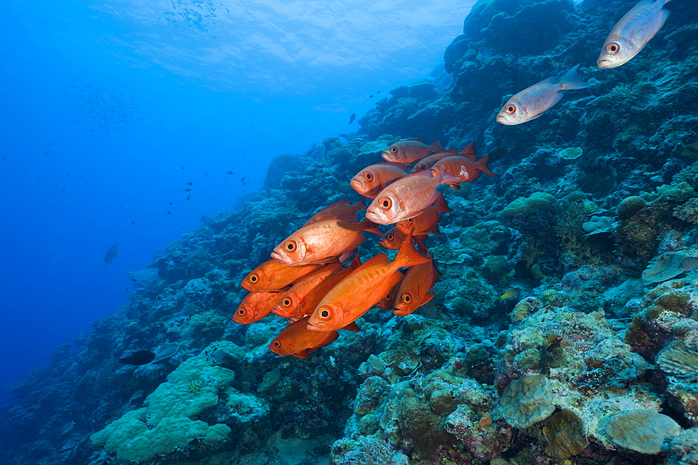 Red Crescent-tail Bigeye, Priacanthus hamrur, Blue Corner, Micronesia, Palau