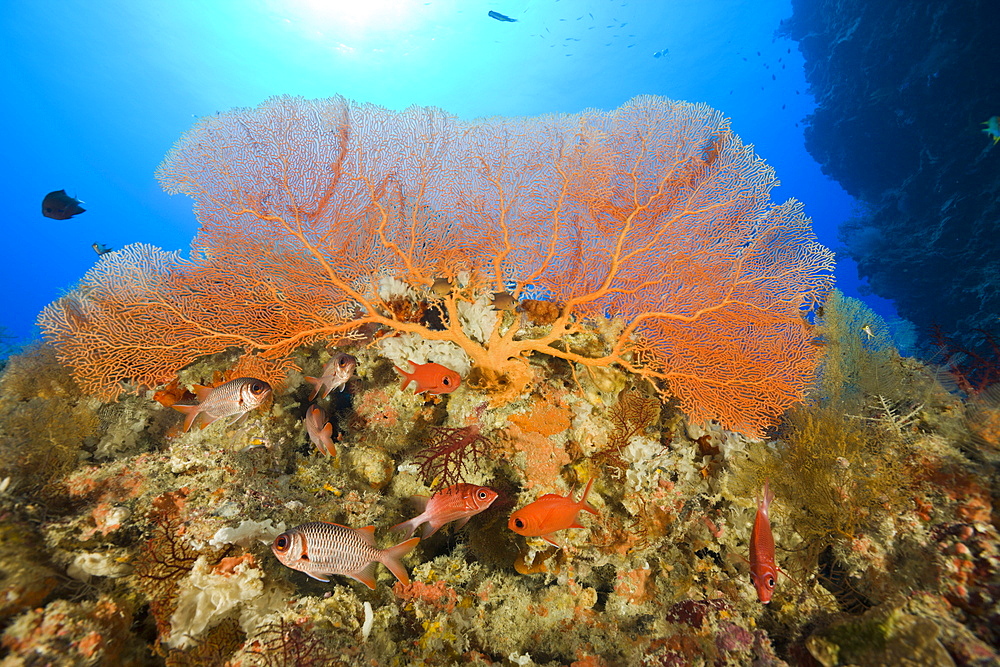 Soldierfishes under Sea Fan, Annella mollis, Siaes Wall, Micronesia, Palau