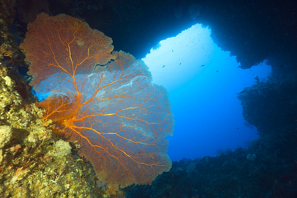 Sea Fan in Siaes Tunnel Cave, Annella mollis, Siaes Tunnel, Micronesia, Palau