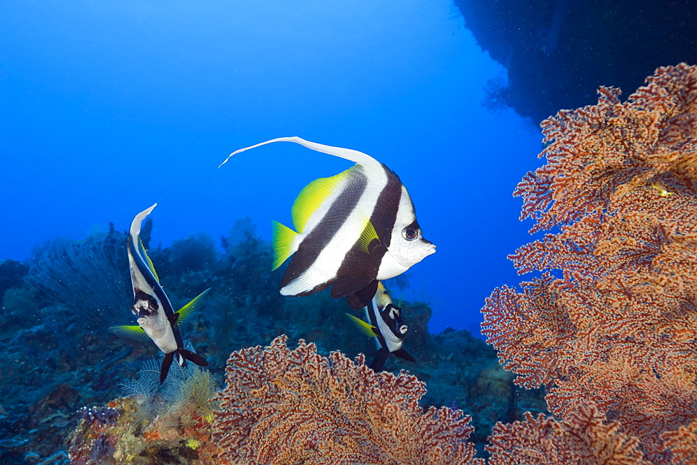 Longfin Bannerfish, Heniochus acuminatus, Siaes Tunnel, Micronesia, Palau