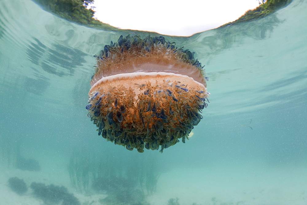 Upside-Down Jellyfish at Surface, Cassiopea andromeda, Risong Bay, Micronesia, Palau