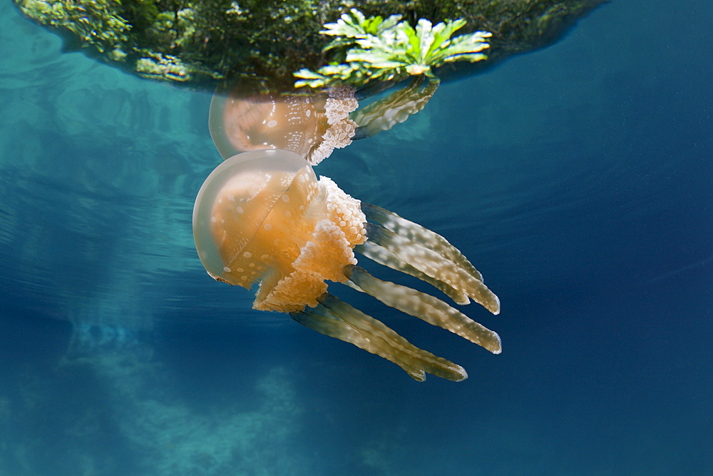 Mastigias Jellyfish, Matigias papua, Risong Bay, Micronesia, Palau