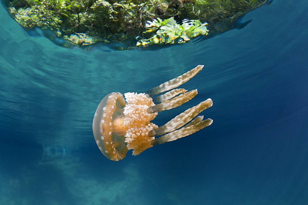 Mastigias Jellyfish, Matigias papua, Risong Bay, Micronesia, Palau