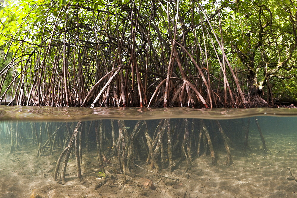 Risong Bay Mangroves, Risong Bay, Micronesia, Palau