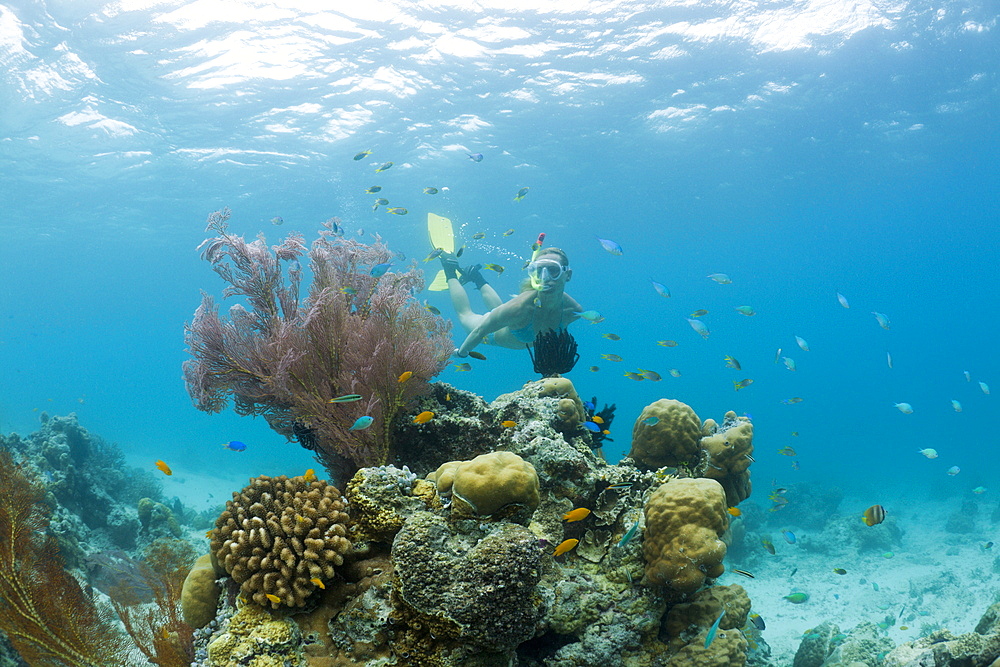 Snorkeling in Palau, Micronesia, Palau