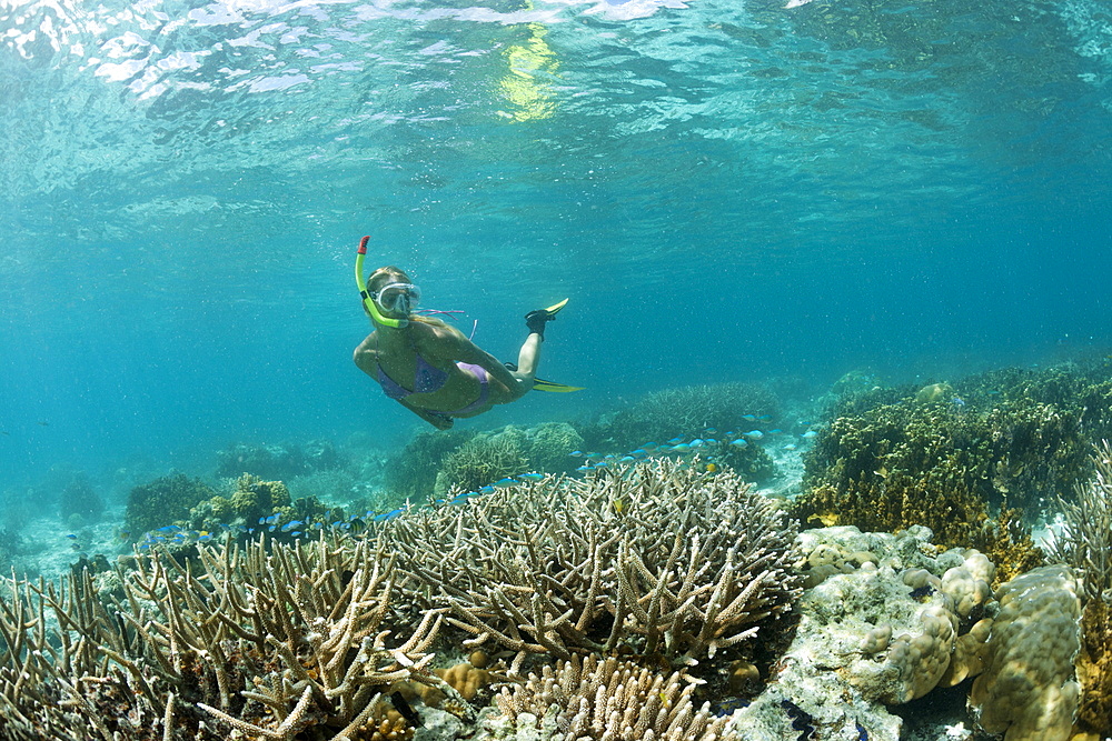 Snorkeling at shallow Coral Reef, Micronesia, Palau