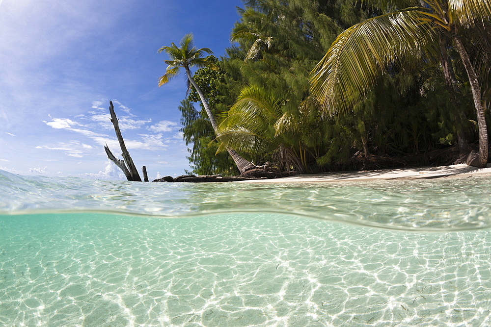 Lagoon and Palm-lined Beach, Micronesia, Palau