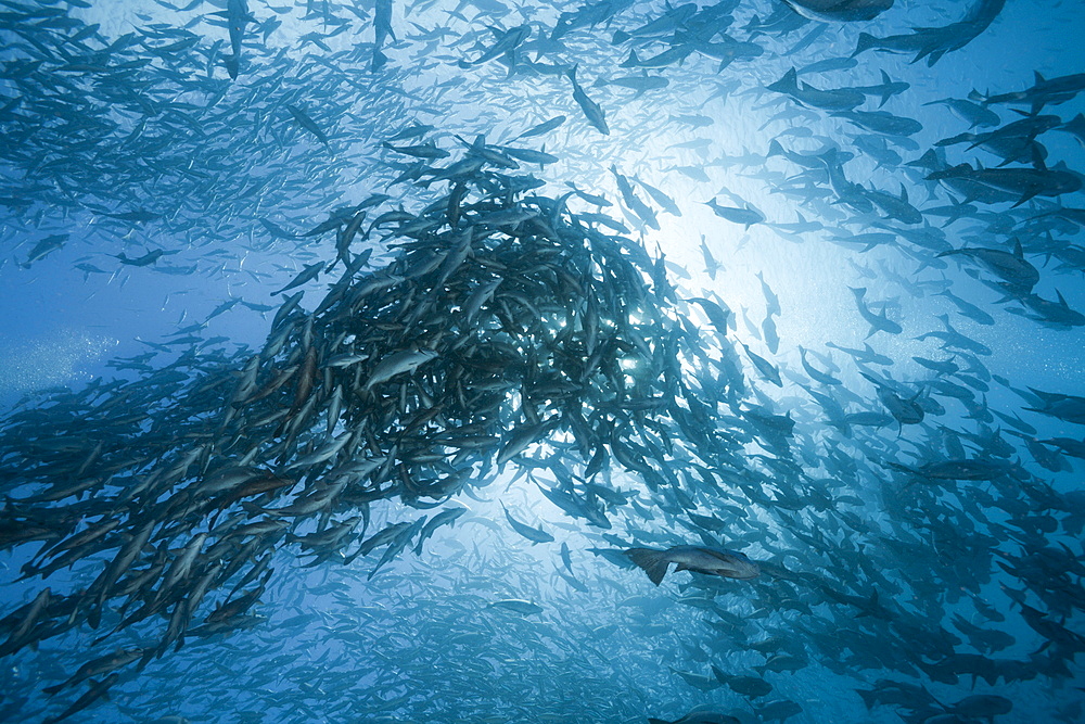 Shoal of Rudderfish laying Eggs in Open Water, Kyphosus cinerascens, German Channel, Micronesia, Palau