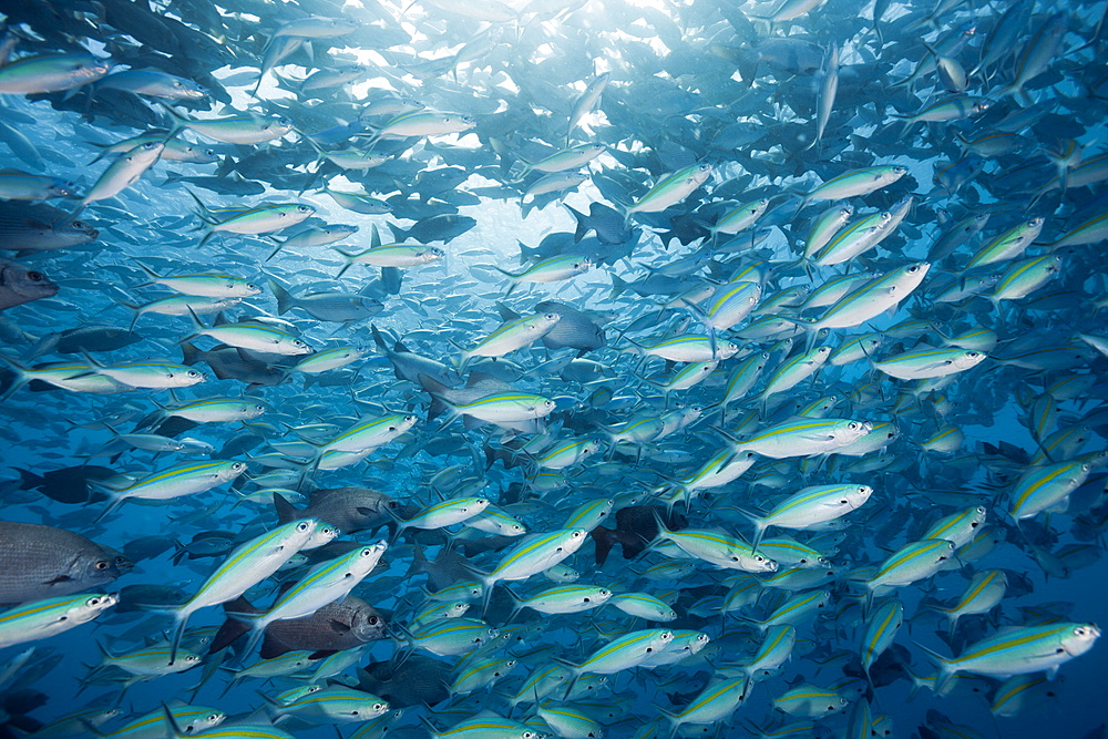 Schooling Rudderfish and Gold-banded Fusiliers, Kyphosus cinerascens, Caesio caerulaurea, German Channel, Micronesia, Palau