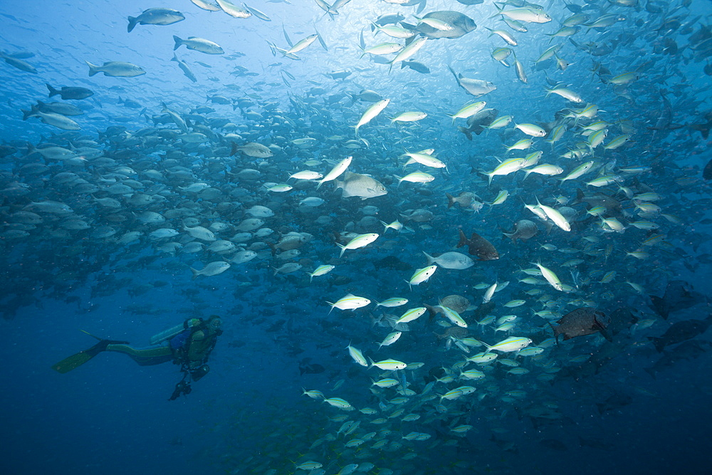 Schooling Rudderfish and Gold-banded Fusiliers, Kyphosus cinerascens, Caesio caerulaurea, German Channel, Micronesia, Palau