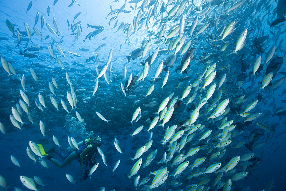 Diver and Shoal of Rudderfish and Gold-banded Fusiliers, Kyphosus cinerascens, Caesio caerulaurea, German Channel, Micronesia, Palau