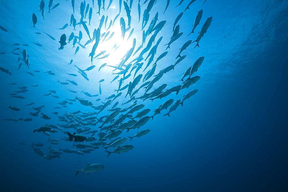 Bigeye Trevally schooling, Caranx sexfasciatus, German Channel, Micronesia, Palau