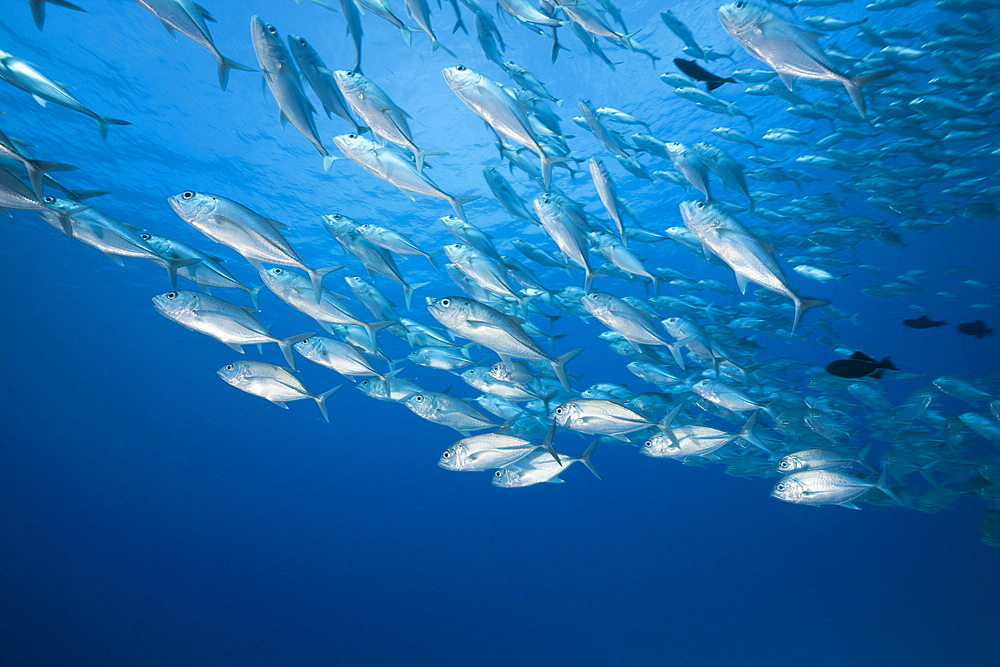 Bigeye Trevally schooling, Caranx sexfasciatus, German Channel, Micronesia, Palau