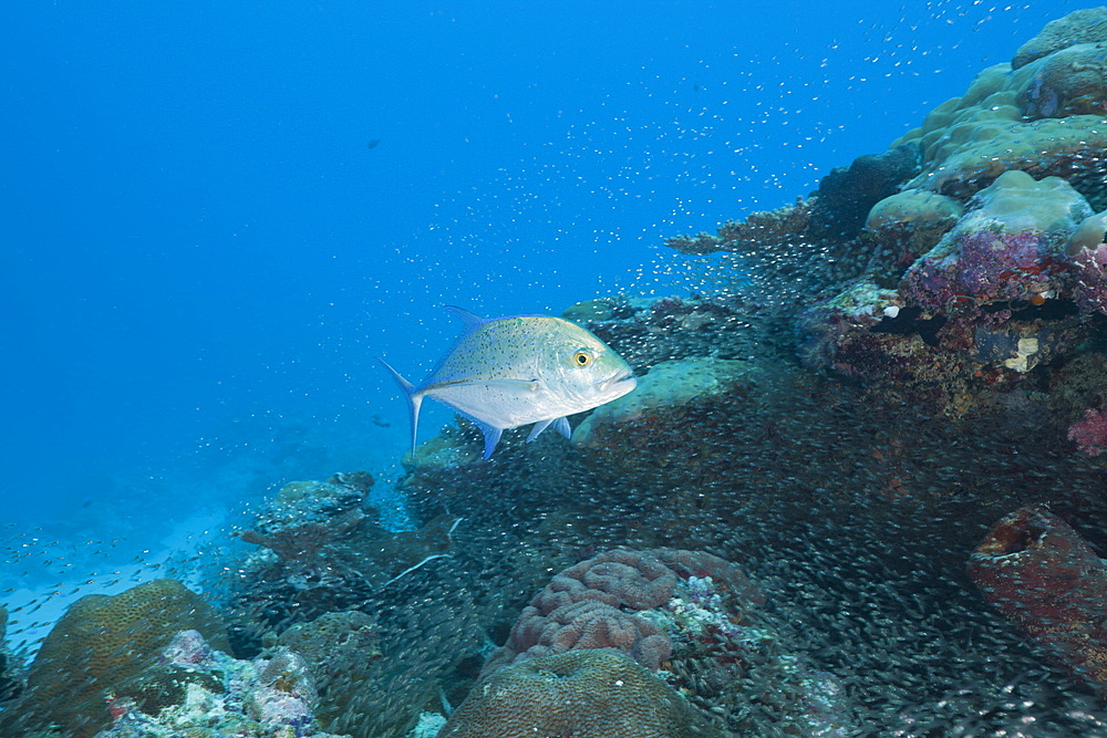 Bluefin Trevally hunting Pygmy Sweepers, Caranx melampygus, Parapriacanthus ransonneti, German Channel, Micronesia, Palau