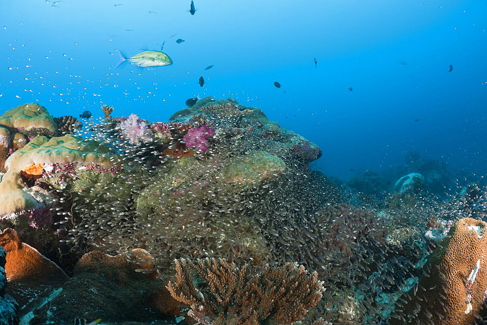 Reef with Pygmy Sweepers, Parapriacanthus ransonneti, German Channel, Micronesia, Palau