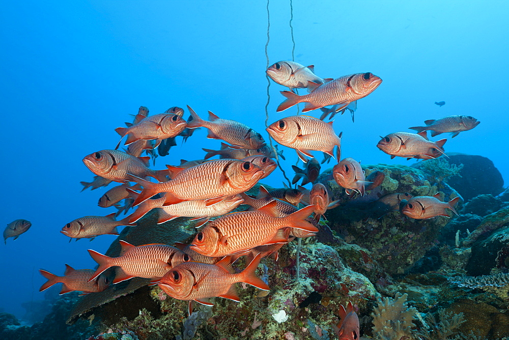 Shoal of Soldierfish, Myripristis murdjan, German Channel, Micronesia, Palau