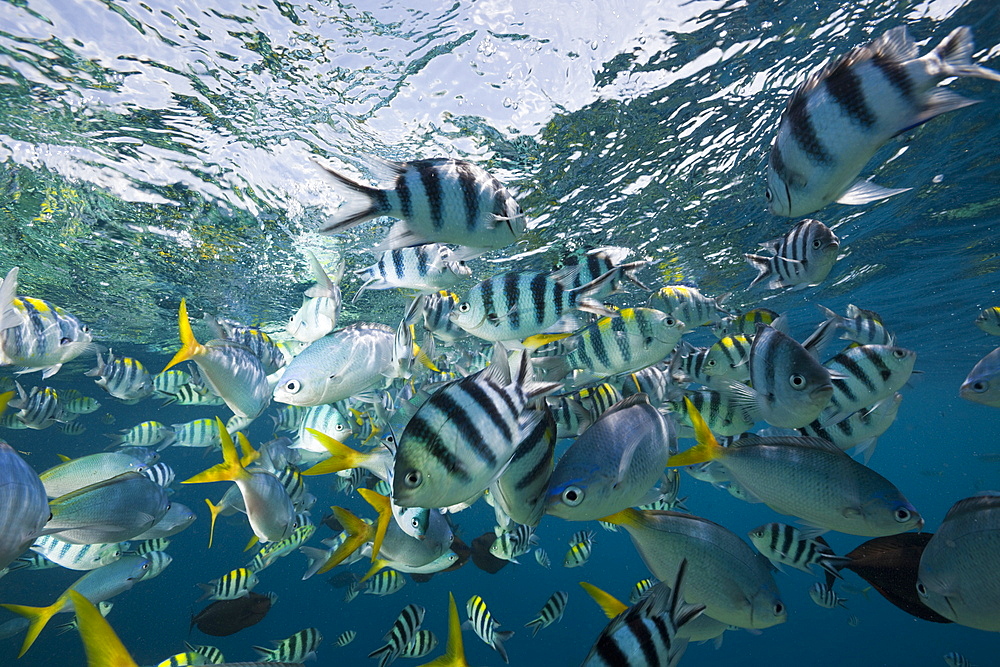 Colorfully schooling Fishes, Micronesia, Palau