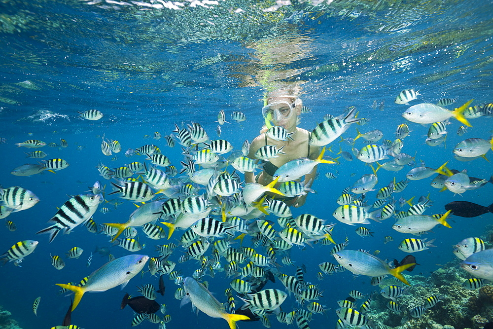 Skin Diving with colorfully Fishes, Micronesia, Palau