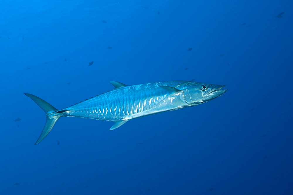 Wahoo, Acanthocybium solandri, Blue Corner, Micronesia, Palau