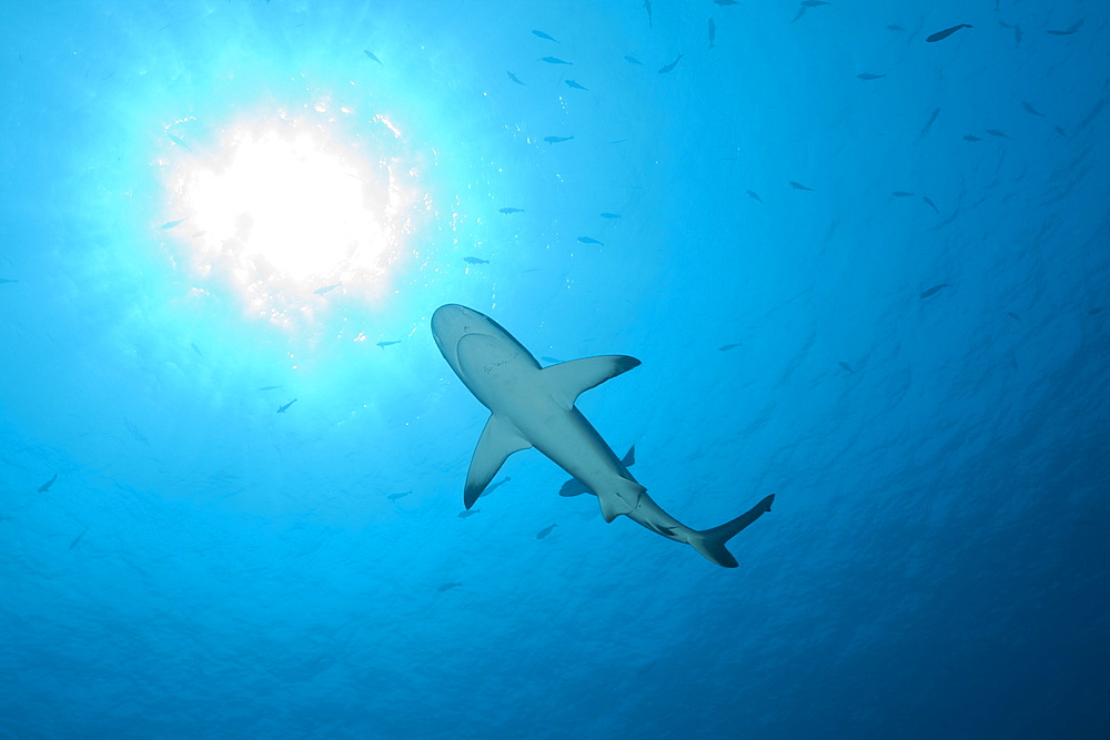 Grey Reef Shark, Carcharhinus amblyrhynchos, Blue Corner, Micronesia, Palau