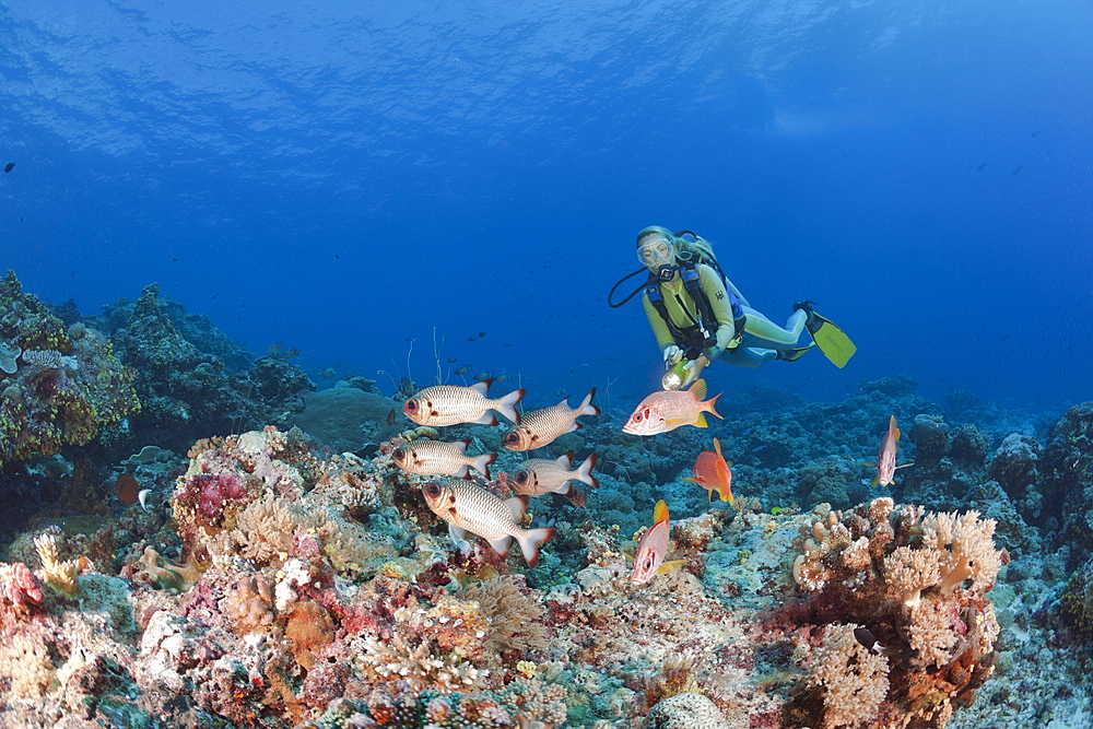 Diver and Bronze Soldierfishes and Squirrelfishes, Myripristis adusta, Sargocentron spiniferum, Blue Corner, Micronesia, Palau